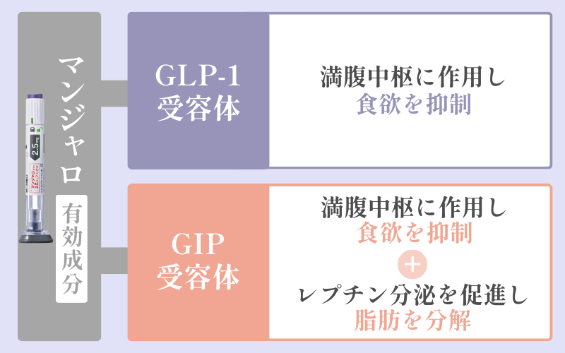 マンジャロは何キロ痩せる？体重が減る仕組みや安いリベルサスとの違いとは