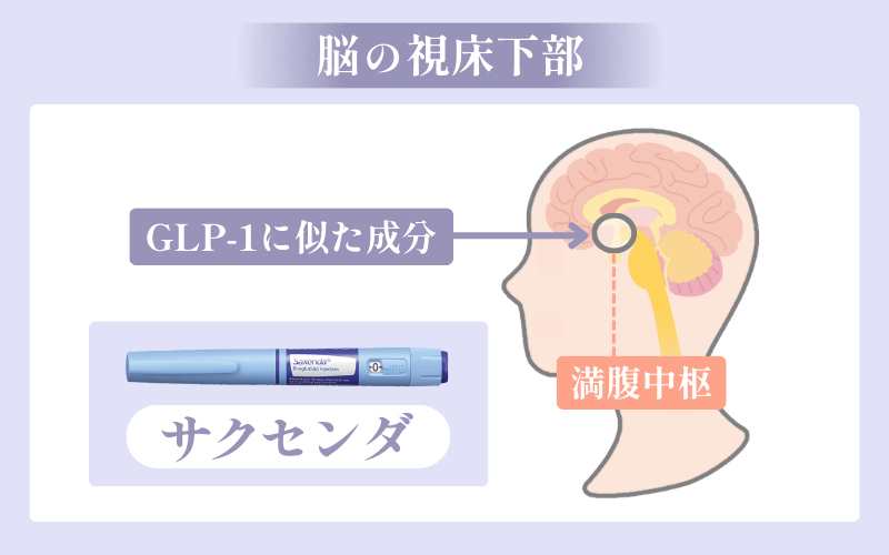 サクセンダは満腹中枢に働きかけて食欲を抑える