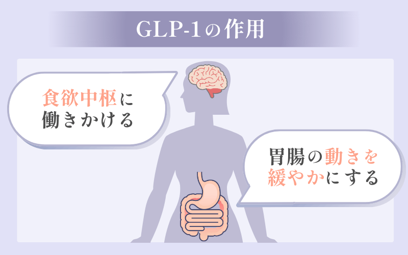 GLP-1ダイエットとは「食欲抑制」の効果が期待できる薬のこと