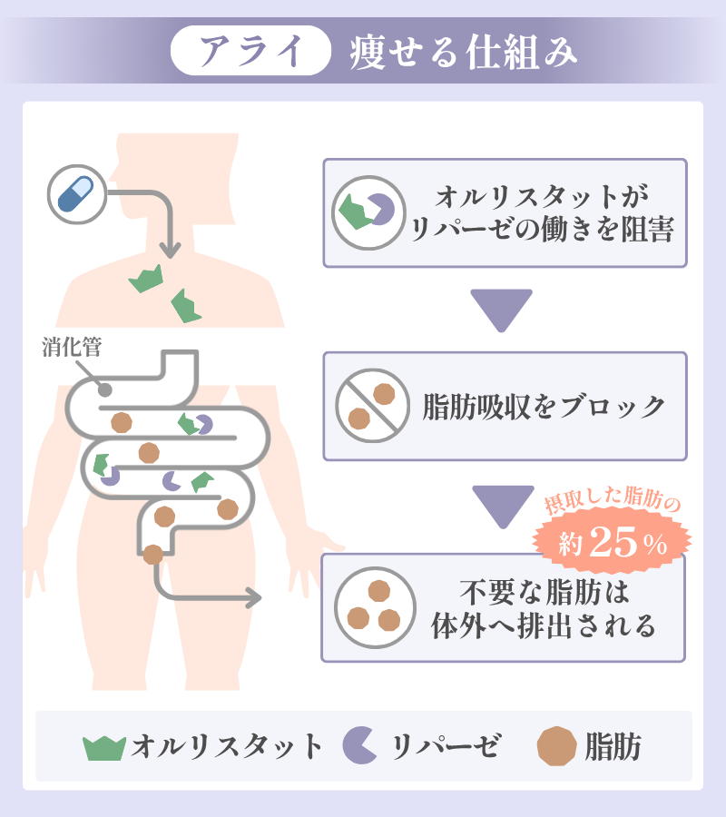 アライで痩せる仕組み