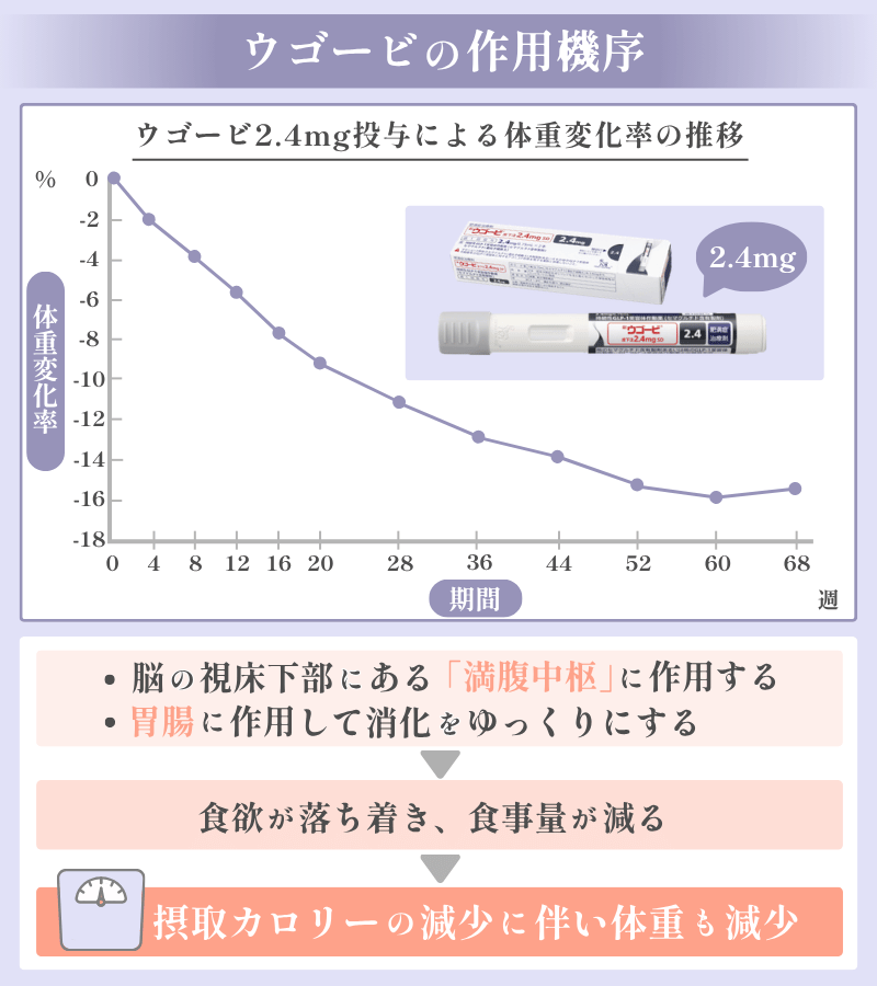 「ウゴービ」の体重減少効果と作用機序(痩せる仕組み)