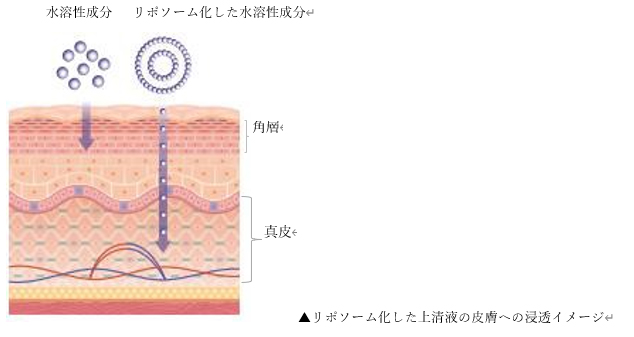 ハイブリッド・ナノ・リポソーム化で上清液の浸透力～10倍UP （加工オプション）