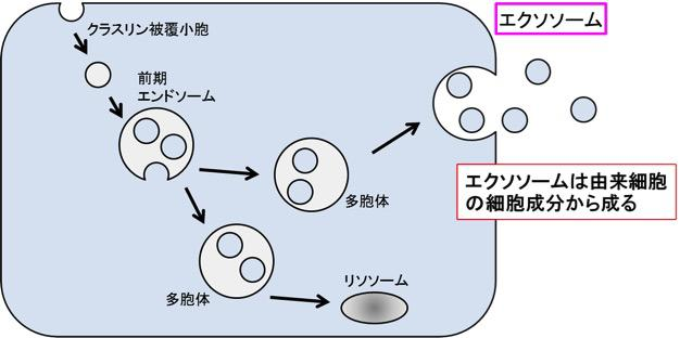 分泌側の細胞