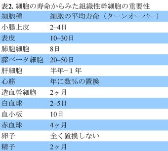 体性細胞の再生について